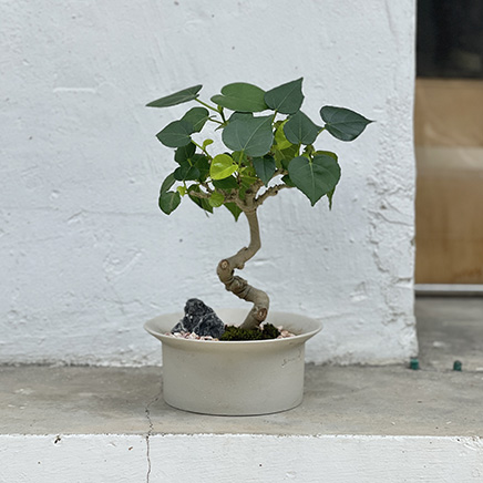 Sea Hibiscus Bonsai In Hatto