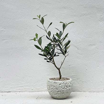 Olive Tree in Moon Bowl White (XS)