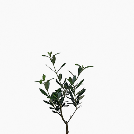 Olive Tree (Japan)