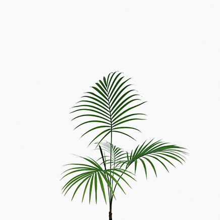 Java Palm