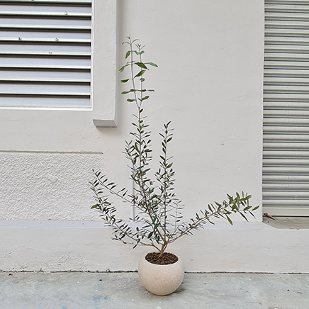 Olive Tree in Speckle Round D18