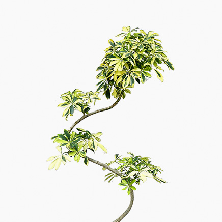 schefflera happy yellow