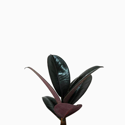 Ficus Elastica (Rubber Plant)