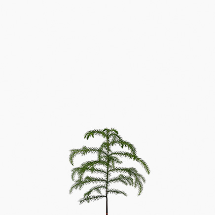 Norfolk Island pine (S)