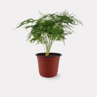 Asparagus Fern (S) - Nursery Pot, Small