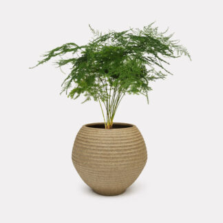 Asparagus Fern (S) - Koji, Small