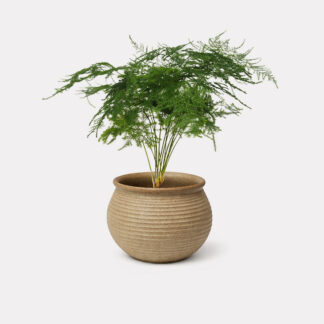 Asparagus Fern (S) - Shina, Small