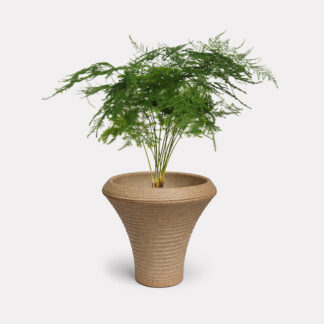 Asparagus Fern (S) - Yuui, Small