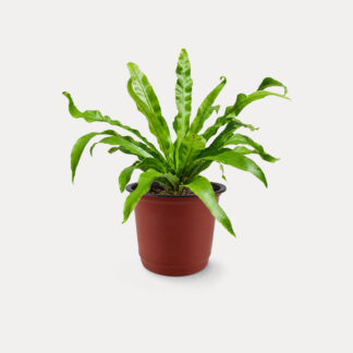 Bird Nest Fern (S)