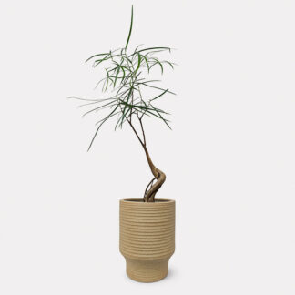 Bottle Tree (M) - Ken