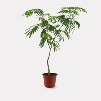 Everfresh Tree (L) - Nursery Pot