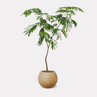 Everfresh Tree (L) - Copper Round H26
