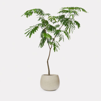 Everfresh Tree (L) - Speckle Beck Round D32