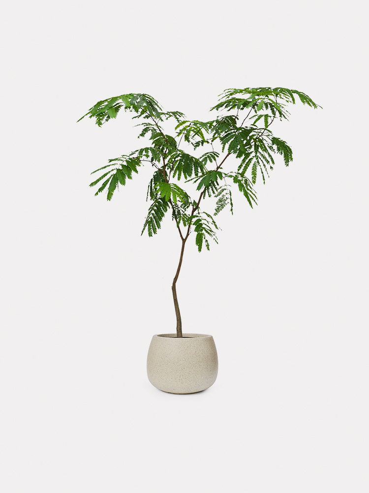 Everfresh Tree (L)