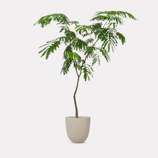 Everfresh Tree (L) - Speckle Beck U D25