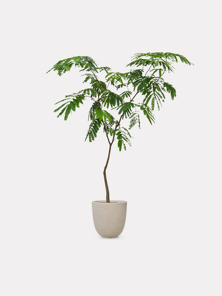 Everfresh Tree (L)