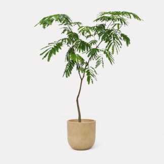 Everfresh Tree (L) - Zeno Brown D29