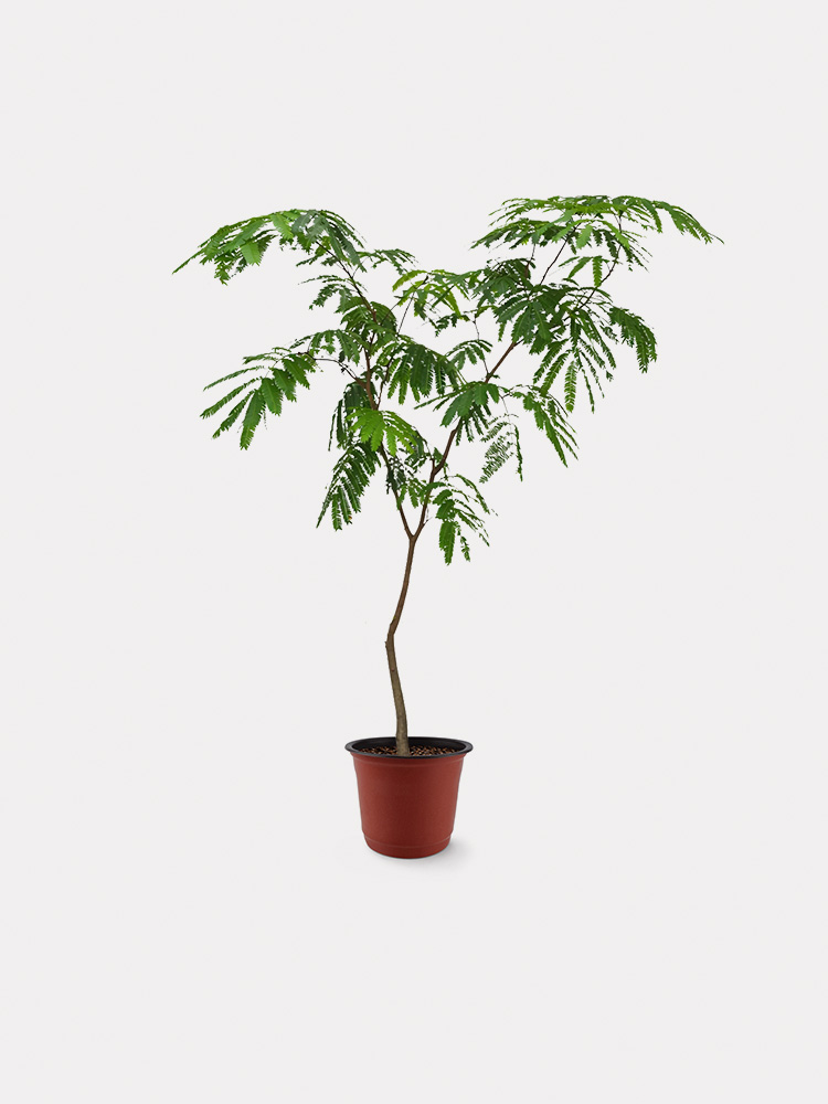 Everfresh Tree (L)