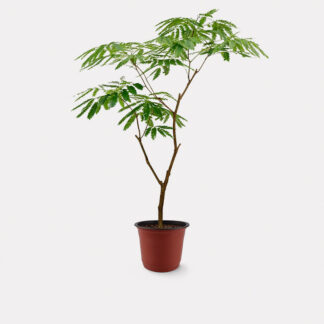 Everfresh Tree (M) - Nursery Pot