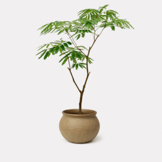 Everfresh Tree (M) - Dachi