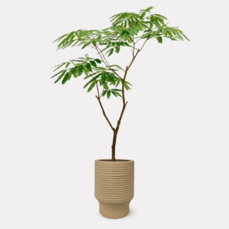 Everfresh Tree (M) - Ken