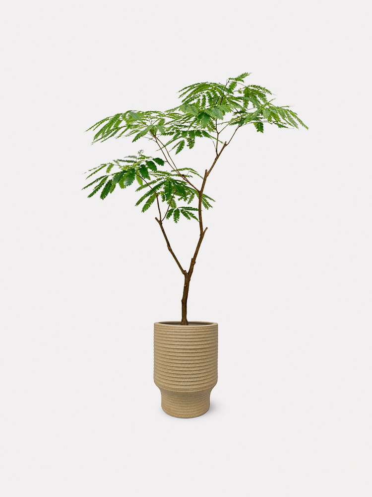 Everfresh Tree (M)