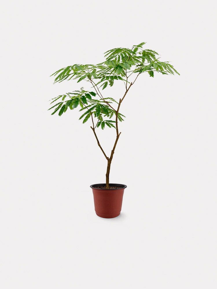 Everfresh Tree (M)