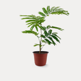 Everfresh Tree (S) - Nursery Pot