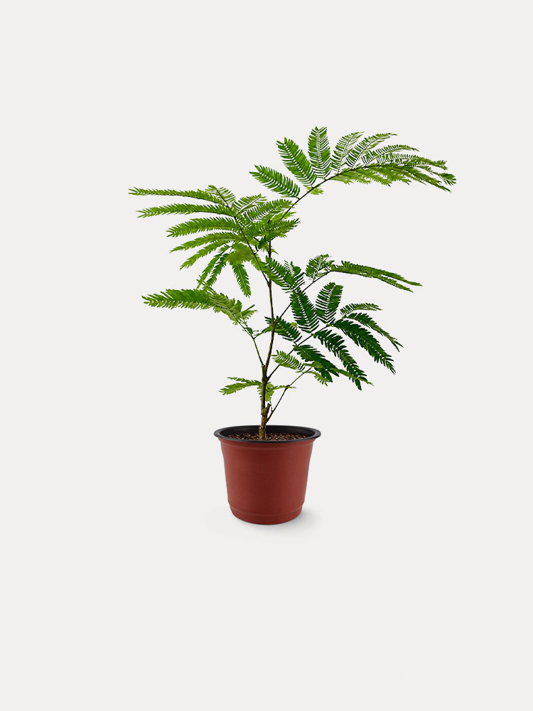 Everfresh Tree (S)