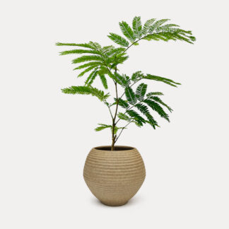 Everfresh Tree (S) - Koji