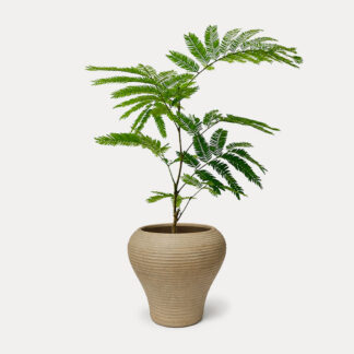 Everfresh Tree (S) - Ohana II