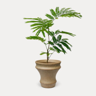 Everfresh Tree (S) - Taiyou II