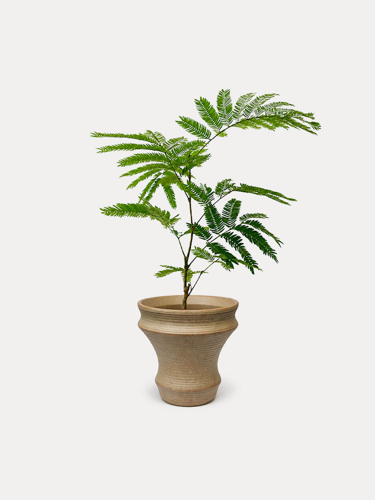 Everfresh Tree (S)