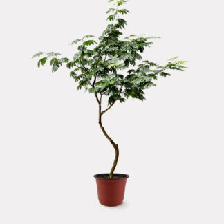 Everfresh Tree, Curved Stem (XL) - Nursery Pot, X - Large