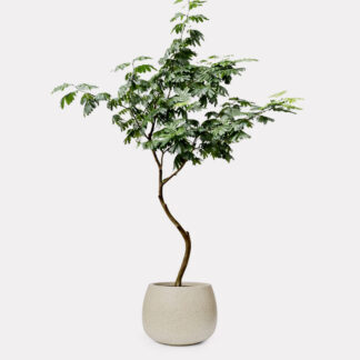 Everfresh Tree, Curved Stem (XL) - Speckle Beck Round D45, X - Large