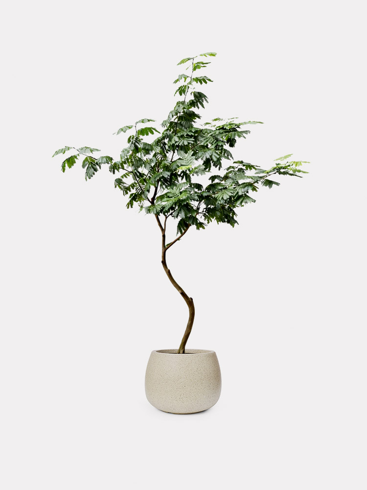 Everfresh Tree, Curved Stem (XL)