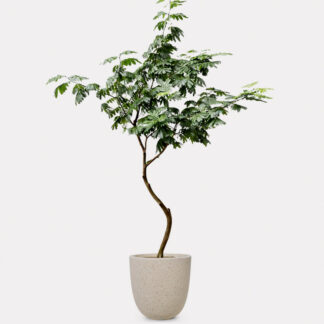 Everfresh Tree, Curved Stem (XL) - Speckle Beck U D32, X - Large