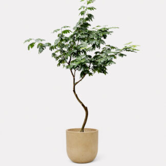 Everfresh Tree, Curved Stem (XL) - Zeno Brown D34, X - Large