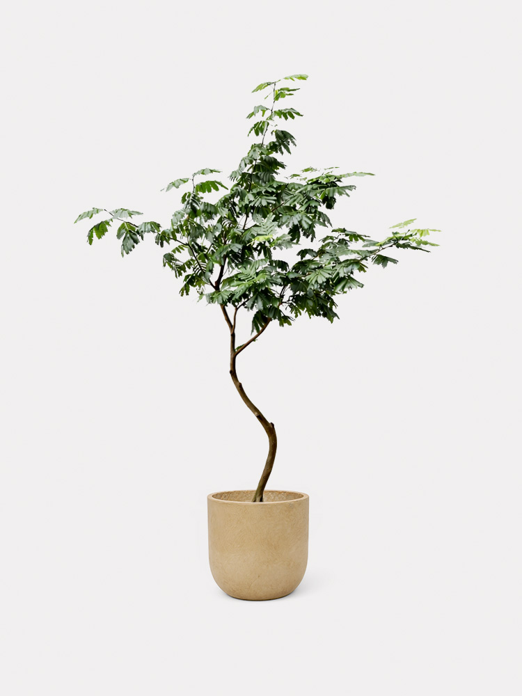 Everfresh Tree, Curved Stem (XL)