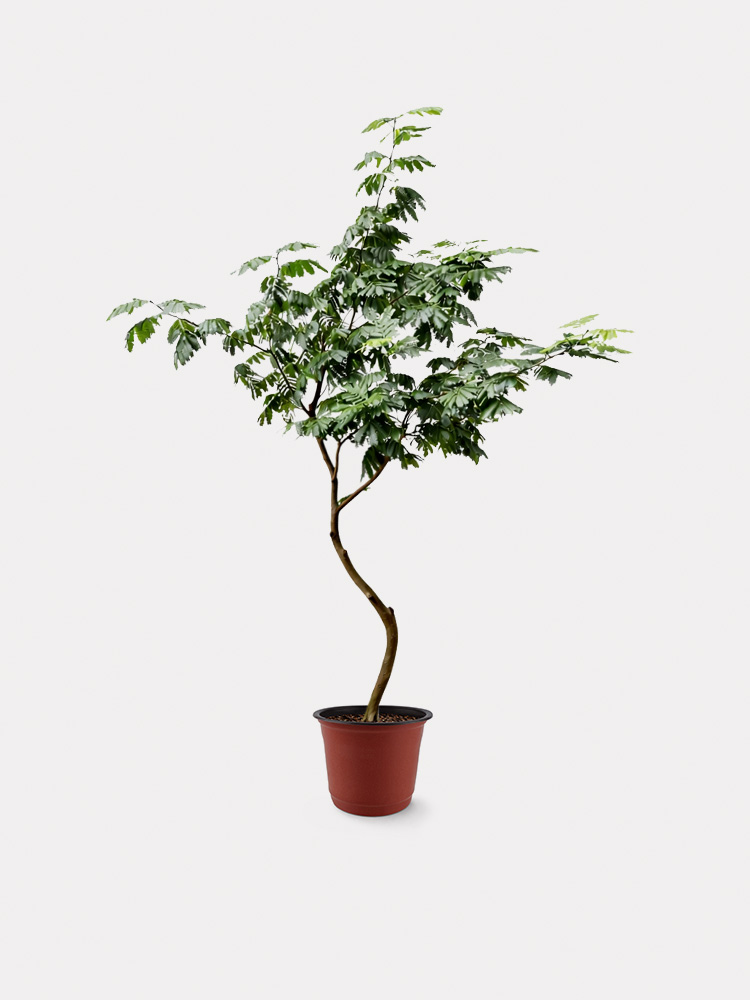 Everfresh Tree, Curved Stem (XL)