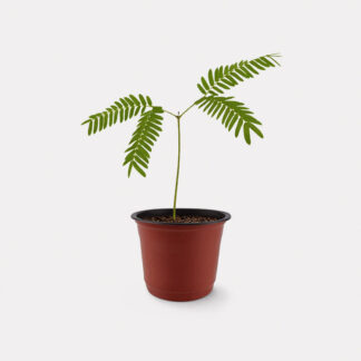 Everfresh Tree (XS)