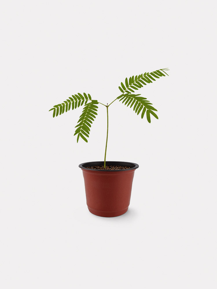 Everfresh Tree (XS)