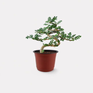 Feroniella Bonsai (XS) - Nursery Pot