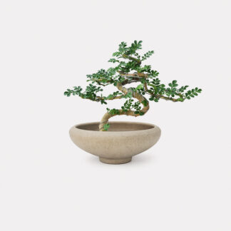 Feroniella Bonsai (XS) - Nelly