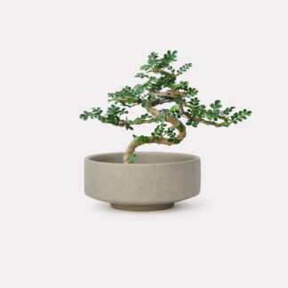 Feroniella Bonsai (XS) - Nila