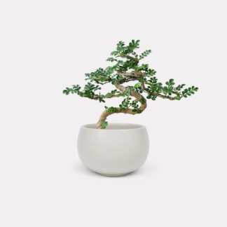 Feroniella Bonsai (XS) - Olaf