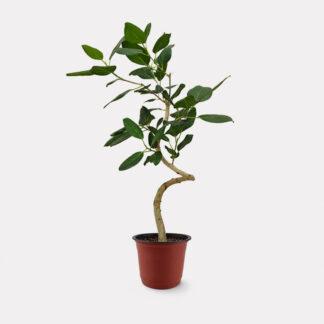 Ficus Audrey, Curved Stem (L) - Nursery Pot