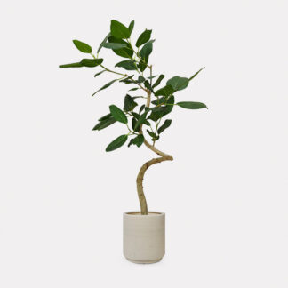 Ficus Audrey, Curved Stem (L) - Sandy D21