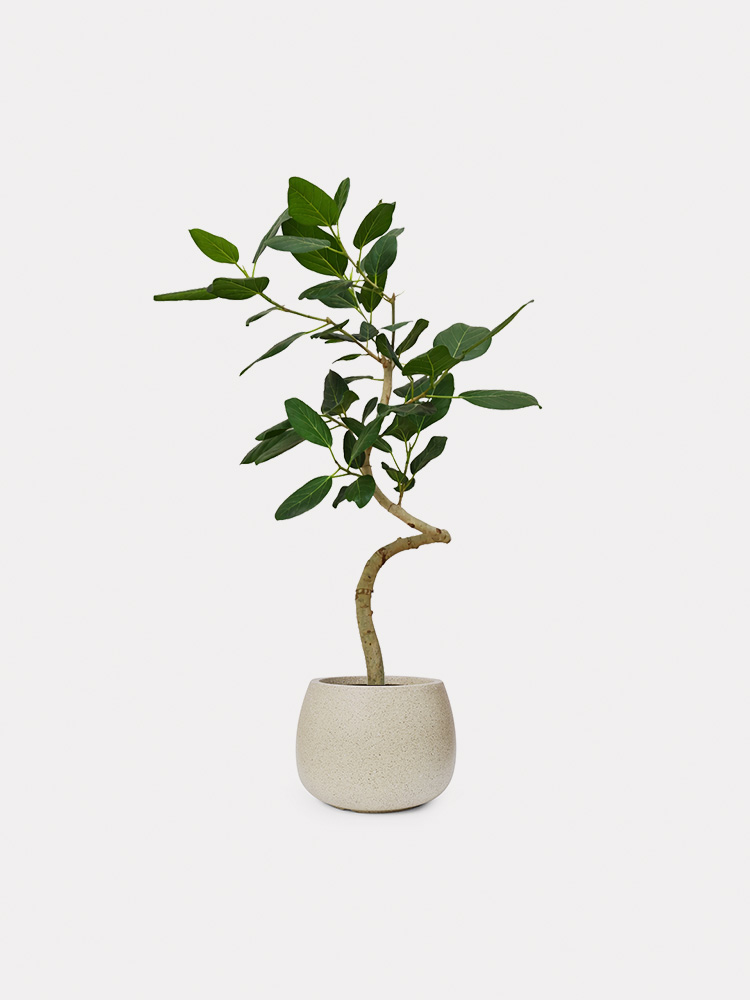 Ficus Audrey (L)