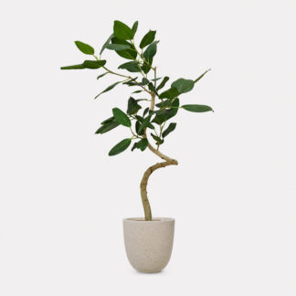 Ficus Audrey, Curved Stem (L) - Speckle Beck U D25